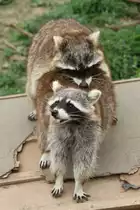 Waschb�ren (Procyon lotor) am 2.5.2010 im Freizeitpark Memleben.