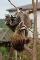 Kletterknstler bei der Vorstellung. Waschbren (Procyon lotor) am 2.5.2010 im Freizeitpark Memleben.