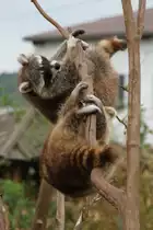 Kletterk�nstler bei der Vorstellung. Waschb�ren (Procyon lotor) am 2.5.2010 im Freizeitpark Memleben.