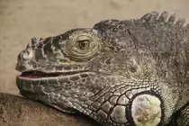 Gr�ner Leguan (Iguana iguana) am 2.5.2010 im Freizeitpark Memleben.