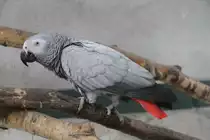 Graupapagei (Psittacus erithacus) am 2.5.2010 im Freizeitpark Memleben.
