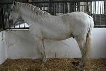 Andalusier am 2.5.2010 im Freizeitpark Memleben. Diese Rasse stammt aus Spanien.