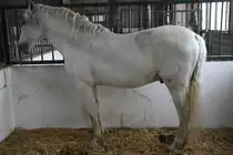 Andalusier am 2.5.2010 im Freizeitpark Memleben. Diese Rasse stammt aus Spanien.