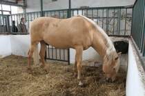 Lusitano am 2.5.2010 im Freizeitpark Memleben. Diese Rasse stammt aus Portugal.