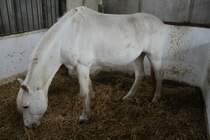 Knabstrupper am 2.5.2010 im Freizeitpark Memleben. Diese Rasse stammt aus Dnemark.