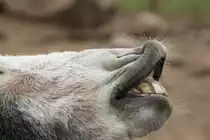 Ich bin hier der Chef! Hausesel am 2.5.2010 im Freizeitpark Memleben.