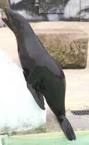 Sdafrikanischer Seebr (Arctocephalus pusillus pusillus) am 2.5.2010 im Freizeitpark Memleben.