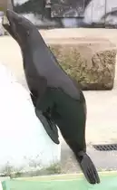 S�dafrikanischer Seeb�r (Arctocephalus pusillus pusillus) am 2.5.2010 im Freizeitpark Memleben.