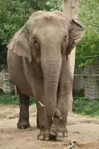 2010 gab es hier noch 2 Elefanten. Ceylon-Elefant (Elephas maximus maximus) am 2.5.2010 im Freizeitpark Memleben.