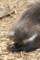 Wei�schwanz-Stachelschwein (Hystrix leucura) am 2.5.2010 im Freizeitpark Memleben.