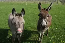 Hausesel am 5.5.2010 in Kaatschen.