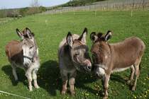 Hausesel am 5.5.2010 in Kaatschen.