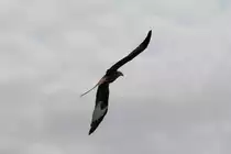 Rotmilan (Milvus milvus) am 5.5.2010 bei Kleinheringen.