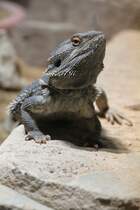Streifenkpfige Bartagame (Pogona vitticeps) am 7.5.2010 im Exotarium Oberhof.