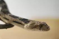 W�sten Gophernatter (Pituophis catenifer deserticola) am 7.5.2010 im Exotarium Oberhof.