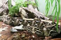 Gabunviper (Bitis gabonica) am 7.5.2010 im Exotarium Oberhof.
