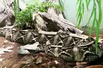 Gabunviper (Bitis gabonica) am 7.5.2010 im Exotarium Oberhof.