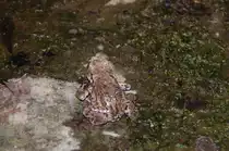 Tief in der Grube der Schiffshebewerks Henrichenburg sitzt diese Kr�te und findet selbst als Museums_kr�te ein Auskommen. 2.6.2011