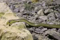�skulapnatter (Zamenis longissimus) am 7.5.2010 im Exotarium Oberhof.