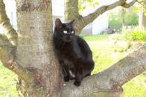 Am 21.04.11 sitzt Paulin w�hrend ihrer Lieblingsbesch�ftigung auf einem Kirschbaum.