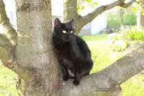 Am 21.04.11 sitzt Paulin w�hrend ihrer Lieblingsbesch�ftigung auf einem Kirschbaum.