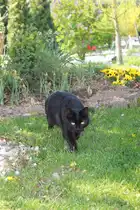 Pauli bei der st�ndlichen  Patroulie  am 22.04.11. 