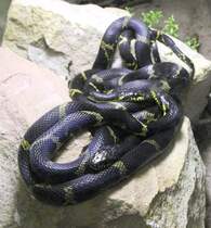 Amurnatter (Elaphe schrenckii) am 7.5.2010 im Exotarium Oberhof.