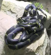 Amurnatter (Elaphe schrenckii) am 7.5.2010 im Exotarium Oberhof.