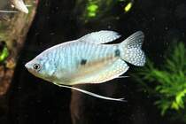 Blauer Fadenfisch (Trichogaster trichopterus) am 7.5.2010 im Exotarium Oberhof.