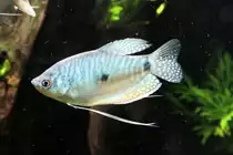 Blauer Fadenfisch (Trichogaster trichopterus) am 7.5.2010 im Exotarium Oberhof.