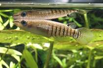 Streifenhechtling (Aplocheilus lineatus) am 7.5.2010 im Exotarium Oberhof.