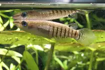 Streifenhechtling (Aplocheilus lineatus) am 7.5.2010 im Exotarium Oberhof.