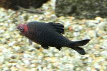 Purpurkopfbarbe (Barbus nigrofasciatus) am 7.5.2010 im Exotarium Oberhof.