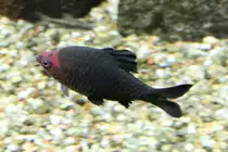 Purpurkopfbarbe (Barbus nigrofasciatus) am 7.5.2010 im Exotarium Oberhof.