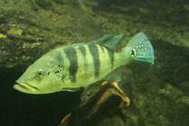 Kammbarsch (Cichla piquiti) am 7.5.2010 im Exotarium Oberhof.