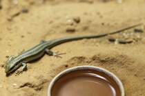Kapverdenmabuye (Chioninia vaillantii) am 7.5.2010 im Exotarium Oberhof.