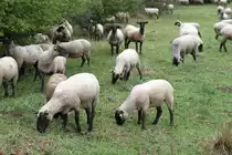 Rh�nschafe am 7.5.2010 bei H�mpfershauesn.