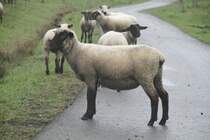 Rhnschafe am 7.5.2010 bei Hmpfershauesn.

