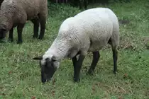 Rh�nschaf am 7.5.2010 bei H�mpfershauesn.