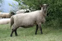 Rh�nschaf am 7.5.2010 bei H�mpfershauesn.