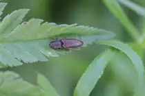 Rauchiger Schnellk�fer (Agriotes ustulatus) am 21.5.2010 in Gro�heringen.