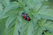 Blutzikade (Cercopis vulnerata) am 21.5.2010 bei Gro�heringen.