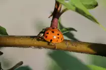Asiatischer Marienk�fer (Harmonia axyridis) am 21.5.2010 in Gro�heringen.