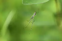 Gemeine Streckerspinne (Tetragnatha extensa) am 21.5.2010 in Gro�heringen.