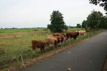 Familienausflug auf die Wiese. 
