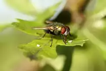 Kaisergoldfliege (Lucilia caesar) am 21.5.2010 in Gro�heringen.