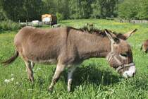 Hausesel am 22.5.2010 in Kaatschen.