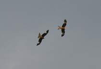 Rotmilane beim Flug. Bad Ksen am 24.5.2010.