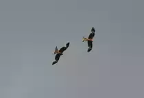Rotmilane beim Flug. Bad Kösen am 24.5.2010.