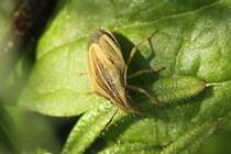 Getreidespitzwanze (Aelia acuminata) am 4.6.2010 in Istein.